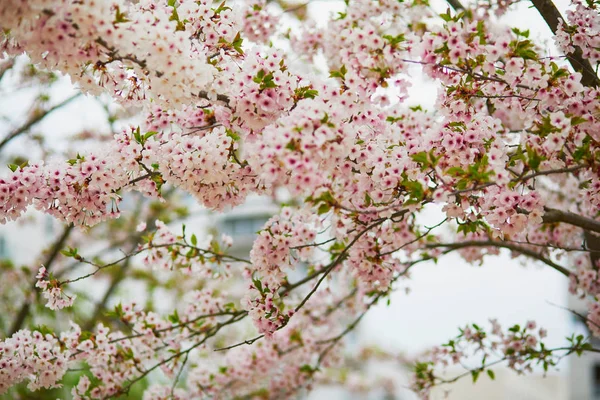 Estação Flor Cerejeira Primavera Bela Árvore Plena Floração — Fotografia de Stock