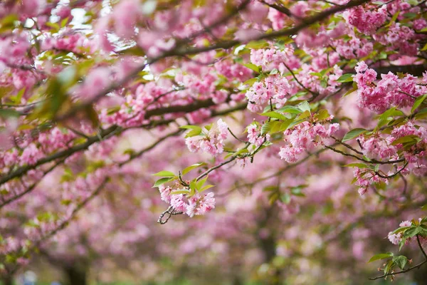 Estação Flor Cerejeira Primavera Bela Árvore Plena Floração — Fotografia de Stock