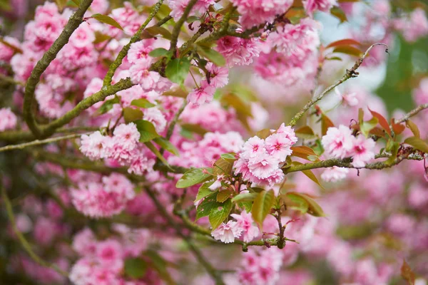 Stagione Dei Fiori Ciliegio Primavera Bellissimo Albero Piena Fioritura — Foto Stock