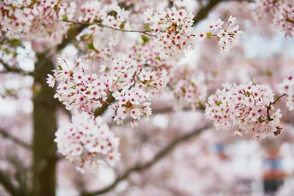 Bela árvore em plena floração — Fotografia de Stock