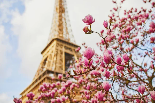 Krásné růžové magnólie v plném květu na Eiffelovu věž v Paříži — Stock fotografie