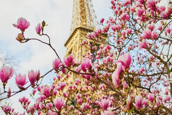 Magnolia rose en pleine floraison près de la Tour Eiffel à Paris — Photo