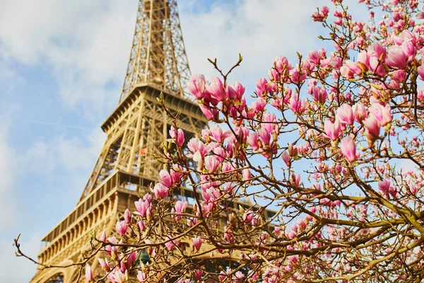 Piękne różowe magnolia w pełnym rozkwicie, w pobliżu wieży Eiffla w Paryżu — Zdjęcie stockowe