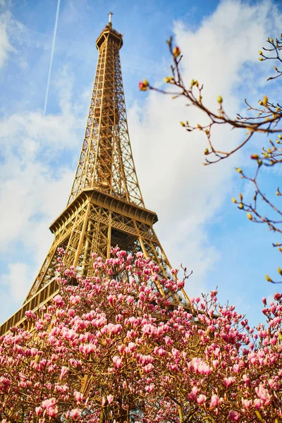 Gyönyörű rózsaszín magnolia teljes virágzás, közel az Eiffel-torony Párizsban — Stock Fotó