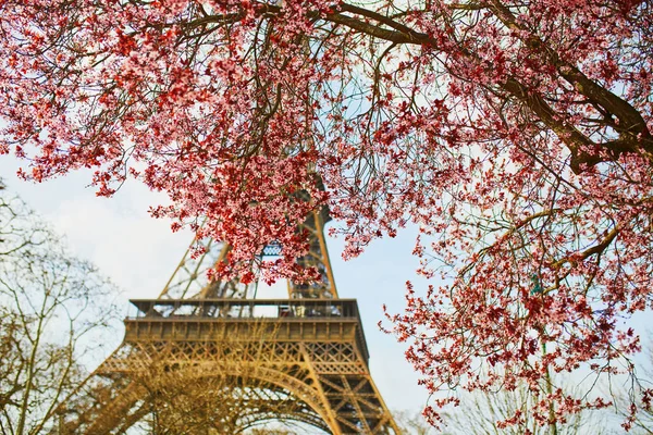 Hermosa flor de cerezo rosa cerca de la torre Eiffel en París — Foto de Stock