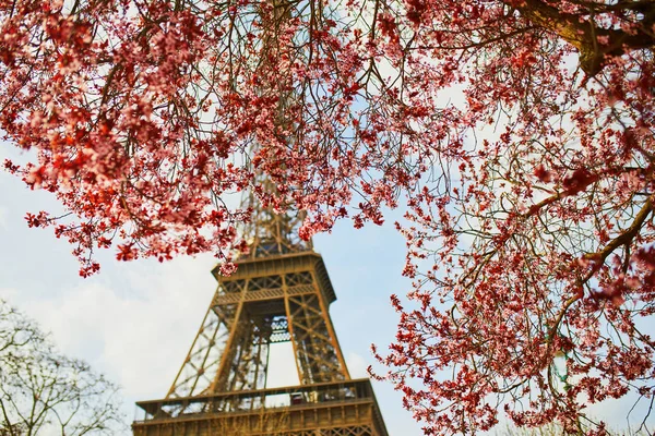 Beautiful pink cherry blossom near the Eiffel tower in Paris — Stock Photo, Image