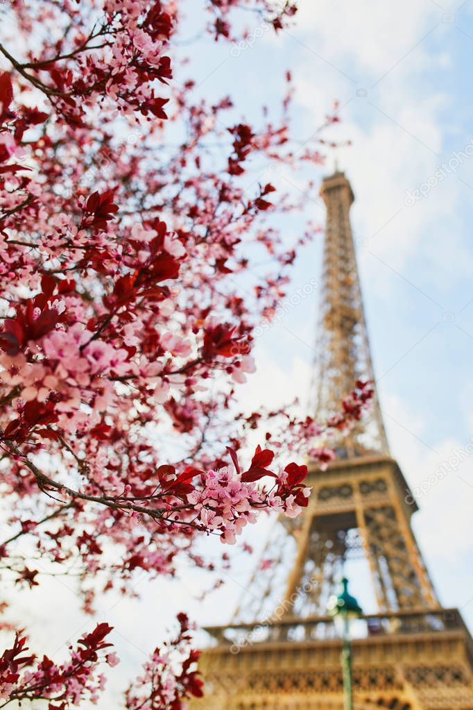 Beautiful pink cherry blossom near the Eiffel tower in Paris