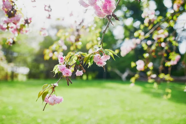 Bei fiori di ciliegio — Foto Stock
