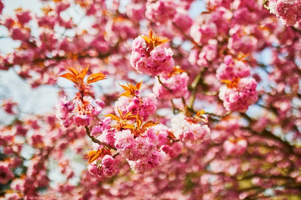 Ramo de uma cerejeira com flores cor-de-rosa em plena floração — Fotografia de Stock