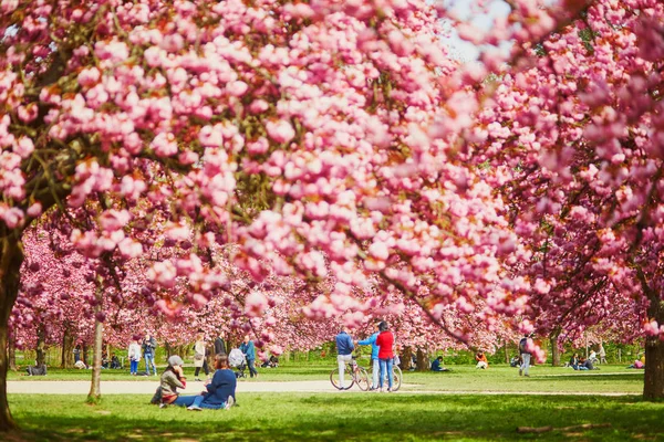 SCEAUX, FRANÇA - 15 de abril de 2019: Pessoas que apreciam a temporada de flores de cerejeira no Parc de Sceaux, perto de Paris, França — Fotografia de Stock