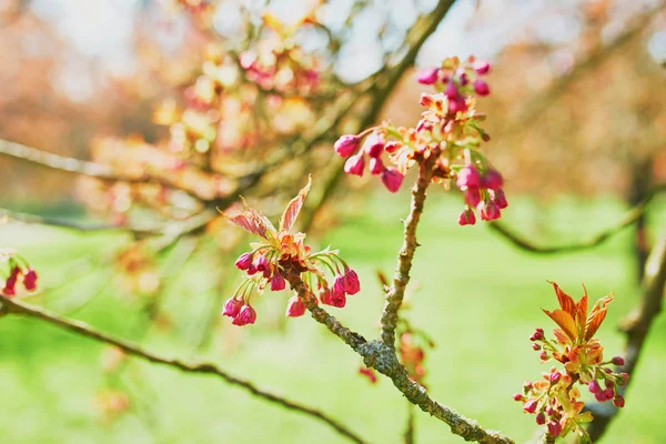 Branch of a cherry tree with pink flowers starting to bloom — Stock Photo, Image