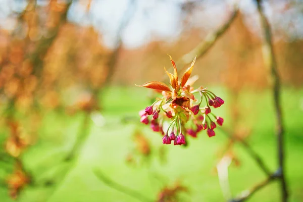 Ramo di un ciliegio con fiori rosa che iniziano a fiorire — Foto Stock