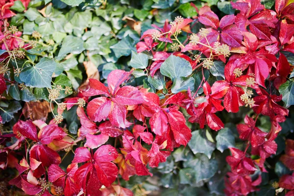 Gros plan de feuilles d'automne lumineuses colorées — Photo