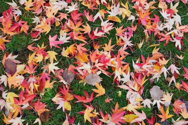 Hierba cubierta con hojas de arce de colores — Foto de Stock