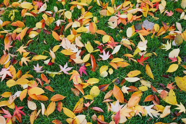 Grama coberta com folhas de bordo coloridas — Fotografia de Stock