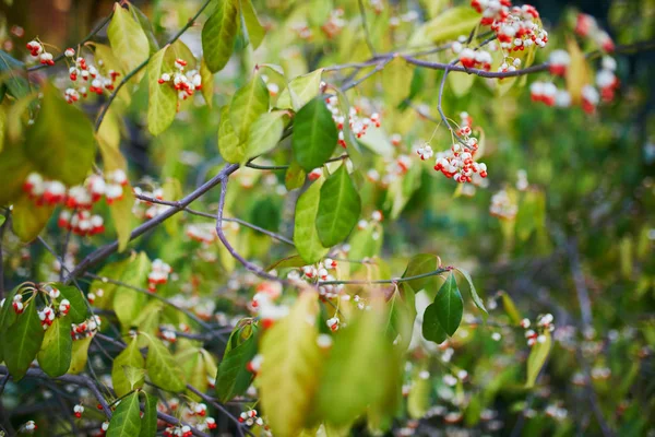 Primer plano de coloridas hojas de otoño brillantes — Foto de Stock