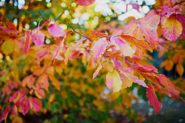 Primer plano de coloridas hojas de otoño brillantes —  Fotos de Stock