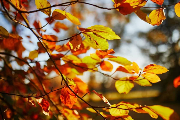 Fechar-se de folhas de outono brilhantes coloridas — Fotografia de Stock
