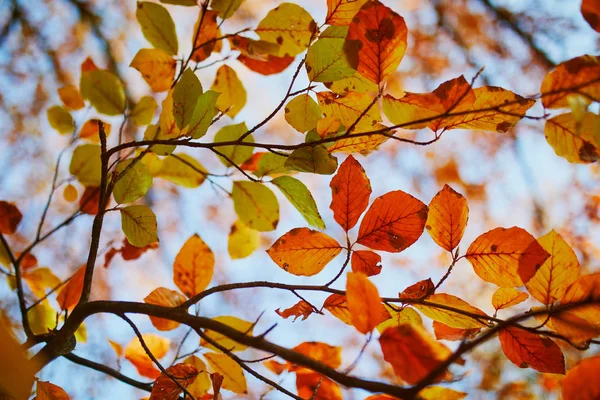 Closeup barevných světlých podzimních listů — Stock fotografie