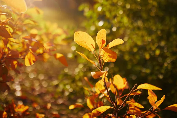 Primer plano de coloridas hojas de otoño brillantes —  Fotos de Stock