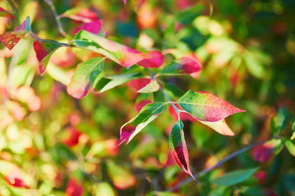 Closeup of colorful bright autumn leaves — Stock Photo, Image