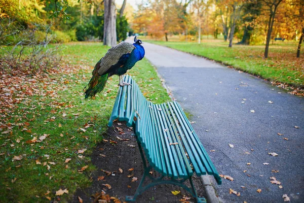 Peacock sitting on the bench — Stock Photo, Image
