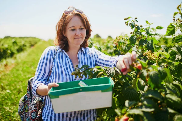 Girl picking fresh ripe organic raspberries on farm — Stock Photo, Image