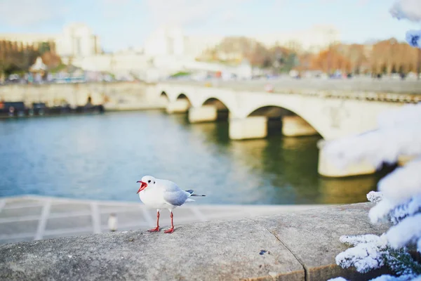 Paris'te Seine dolgu üzerinde cırtlak martı — Stok fotoğraf