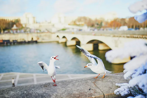 Seagull screeching on the Seine embankment in Paris — Stock Photo, Image