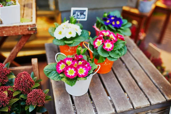 Blumenmarkt im Freien — Stockfoto