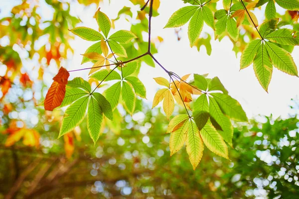 Primo piano di colorate foglie autunnali luminose — Foto Stock