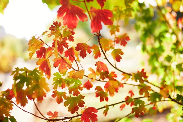 Κοντινά πλάνα από πολύχρωμα φωτεινά φύλλα του φθινοπώρου — Φωτογραφία Αρχείου