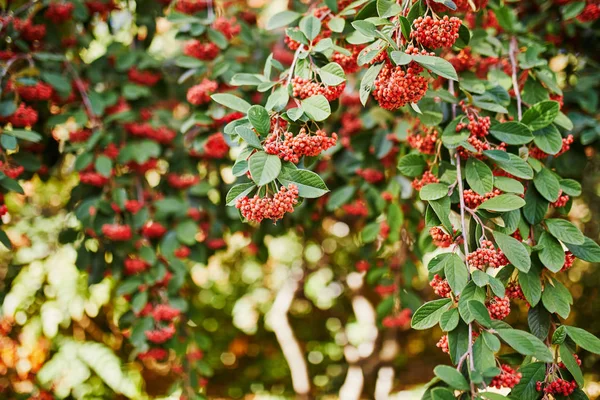 Primer plano de coloridas hojas de otoño brillantes — Foto de Stock