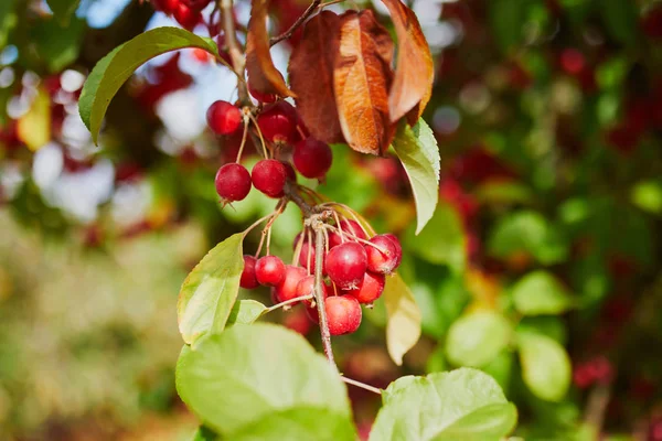 Mele mature rosse su un ramo di albero di granchio — Foto Stock