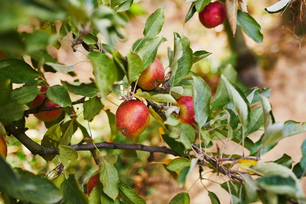 Zralý červený organický jablko na větvi — Stock fotografie