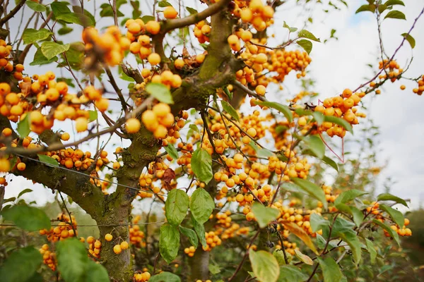 Mele mature rosse su un ramo di albero di granchio — Foto Stock