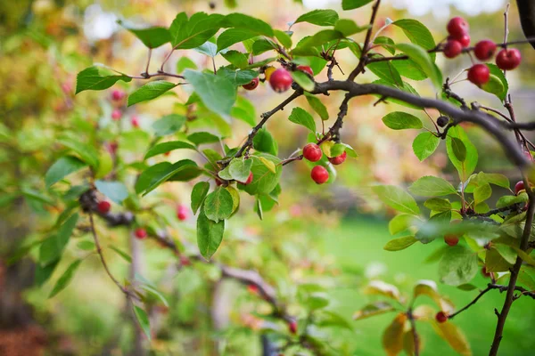 Manzanas rojas maduras en una rama de árbol de cangrejo — Foto de Stock