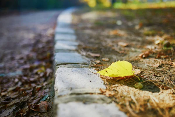 Leuchtend gelb gefallenes Herbstblatt — Stockfoto