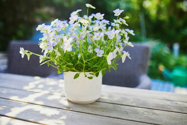 Mavi ve mor pansies pot — Stok fotoğraf