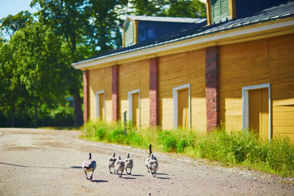 Família de gansos do Canadá em Suomenlinna — Fotografia de Stock