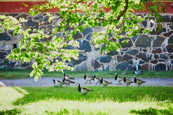 Family of Canada geese in Suomenlinna — Stock Photo, Image