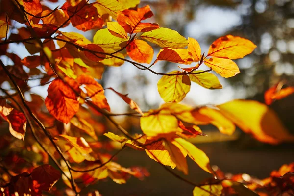 Крупним планом різнокольорове яскраве осіннє листя — стокове фото