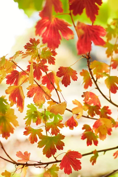 Primer plano de coloridas hojas de otoño brillantes — Foto de Stock