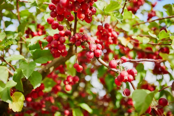 Mele mature rosse su un ramo di albero di granchio — Foto Stock