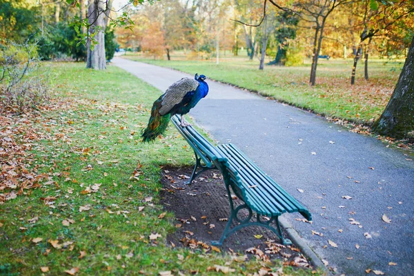 Peacock sitting on the bench — Stock Photo, Image