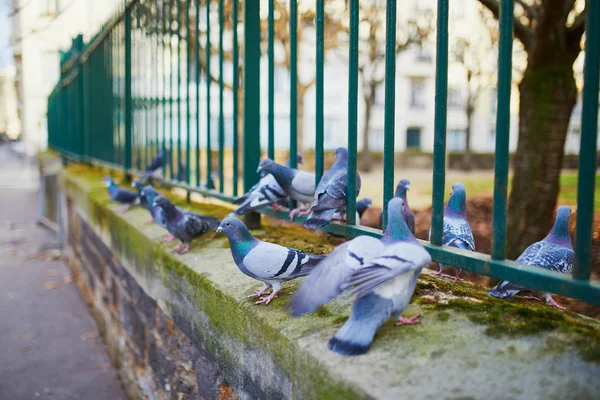 Rebanho de pombos em uma rua — Fotografia de Stock