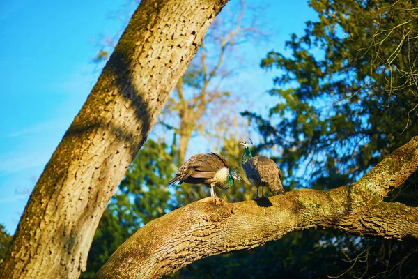 Pavoni nel parco Bagatelle di Bois de Boulogne a Parigi — Foto Stock