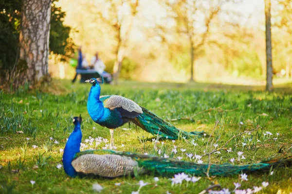 Pavões no parque Bagatelle de Bois de Boulogne em Paris — Fotografia de Stock