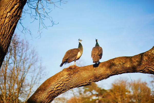 Paons dans le parc Bagatelle du Bois de Boulogne à Paris — Photo