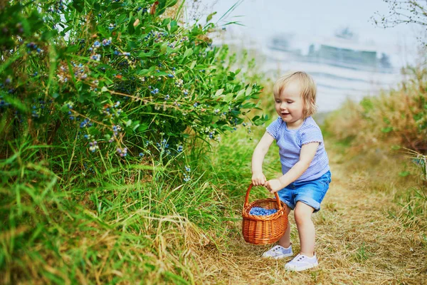 Adorable toddler girl picking fresh organic blueberries — Stock Photo, Image